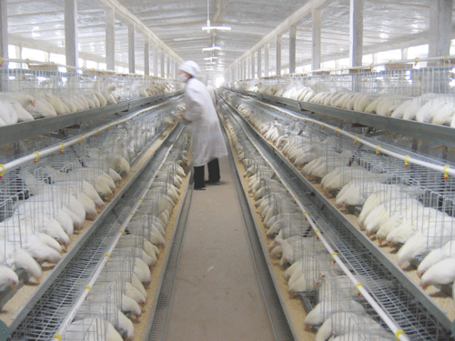 中國畜牧業(yè)協會